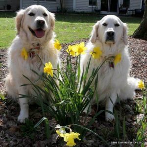 Dogs in Spring