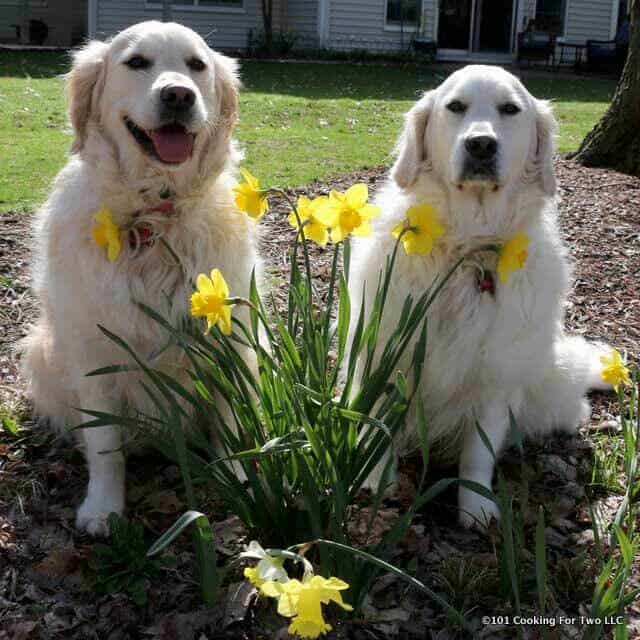 Dogs in Spring with Lilly and Molly smiling.