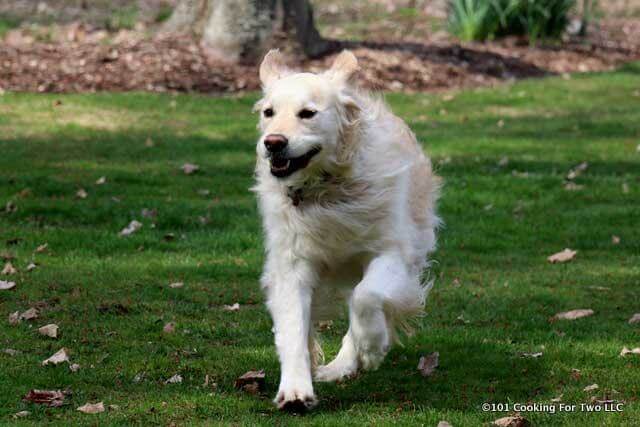 Lilly dog with a flower bandana running on green grass