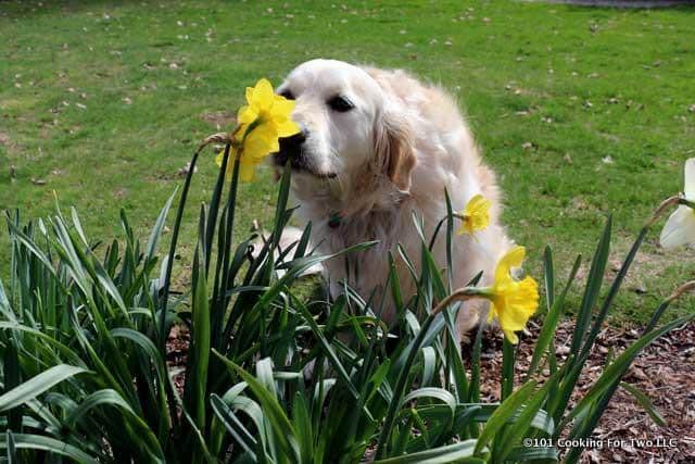 Lilly dog having a good sniff of flowers spring 2017