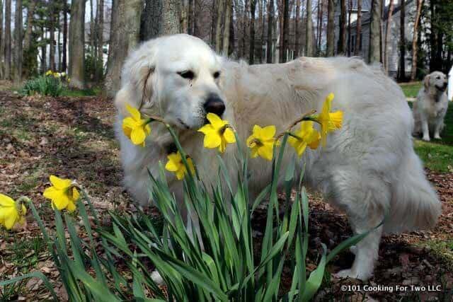 Molly dog Sniffing flowers spring 2017