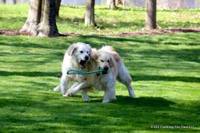 Molly and Lilly dogs playing with a ball on a rope. Part 2.