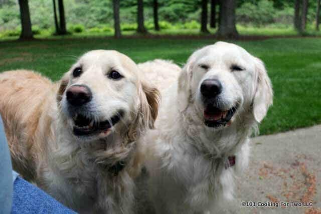 Dogs happy to be home.