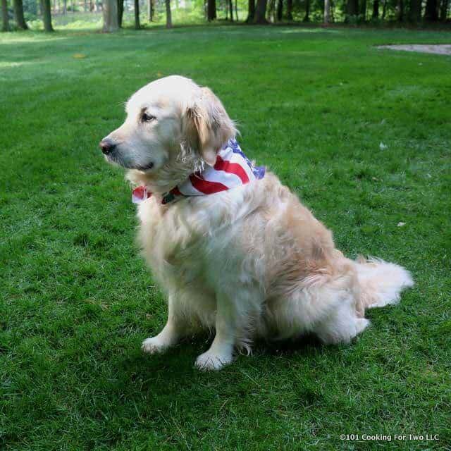Lilly dog in a flag bandana