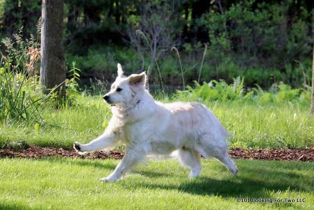 Lilly dog running on a green yard
