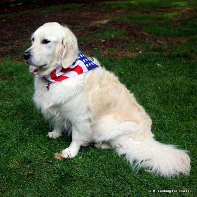 Molly dog in a flag bandana