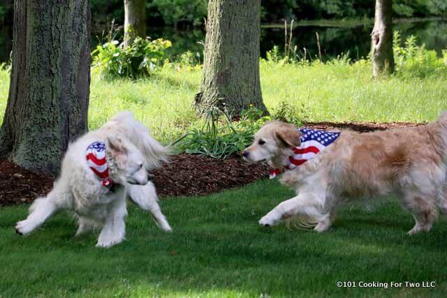 image of Molly and Lilly dogs in flag bandanas