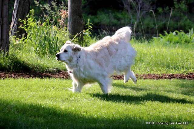 Molly dog running on a green yard