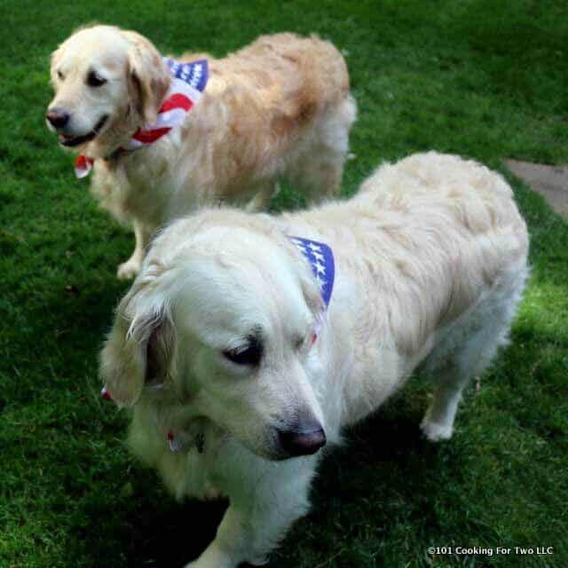 Molly and Lilly dogs with flag bandanas