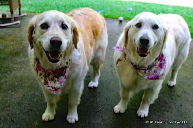 Molly and Lilly Dogs smiling with flower bandanas.
