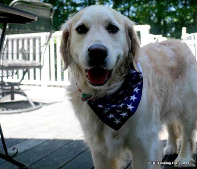 Lilly dog on the deck with a flag bandana