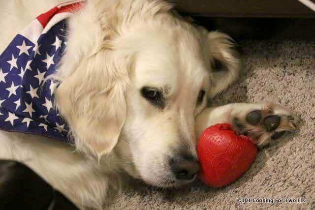 Molly dog with her strawberry toy