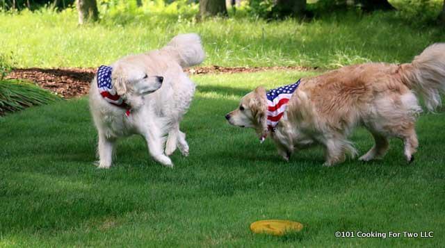 dogs playing in the yard with flag bandanas