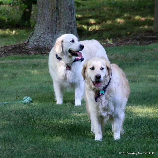 dogs with ball