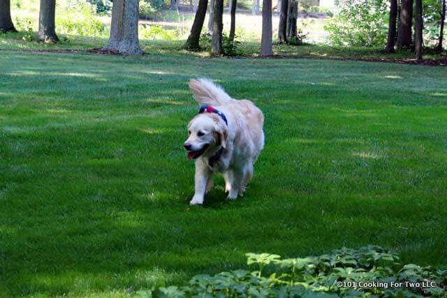 Lilly Dog ambles around the green grass.