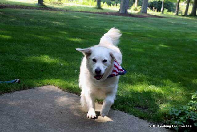 Molly Dog Running with a flag bandana in the green grass