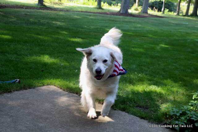 Molly dog running with a flag bandana in the summer.