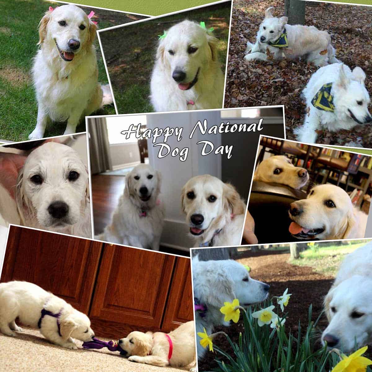 National Dog Day graphic with images of Molly and Lilly