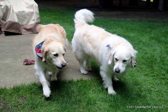 dogs walking in the green grass