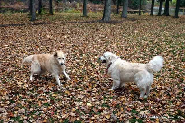 dogs getting ready to romp in leaves