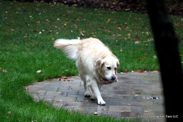 Lilly walking