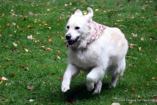 Molly dog running in yard with bandana