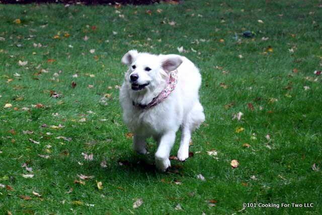 Molly running in the green grass.