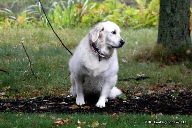 Molly setting in the yard