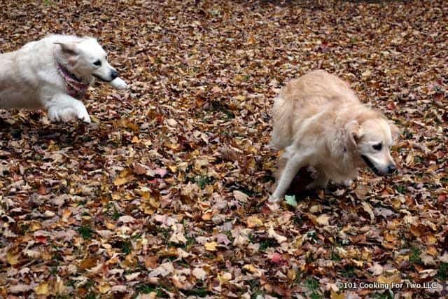 Dogs in Leaves 2017 #3