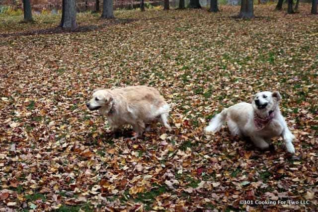 Dogs in Leaves 2017 #4