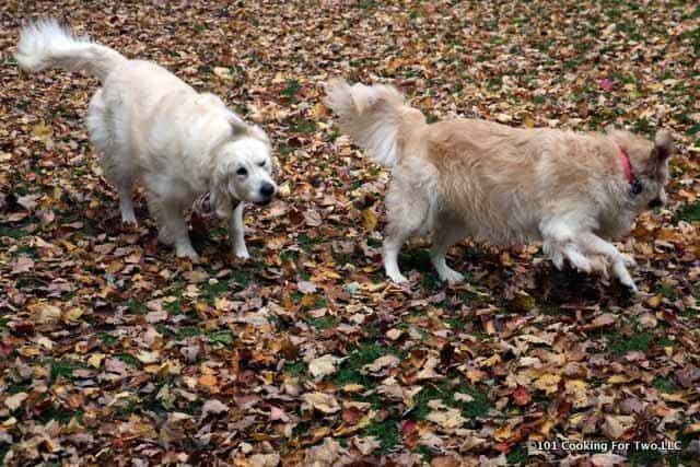 Dogs in Leaves 2017 #7