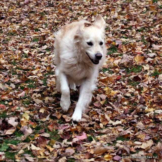 Dogs in Leaves 2017 #9