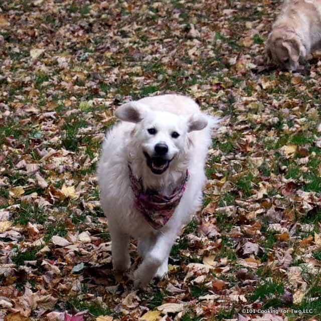 Dogs in Leaves 2017 #8