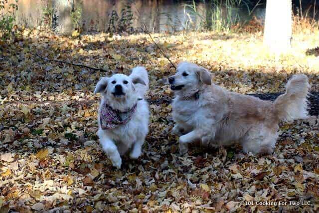 dogs in leaves