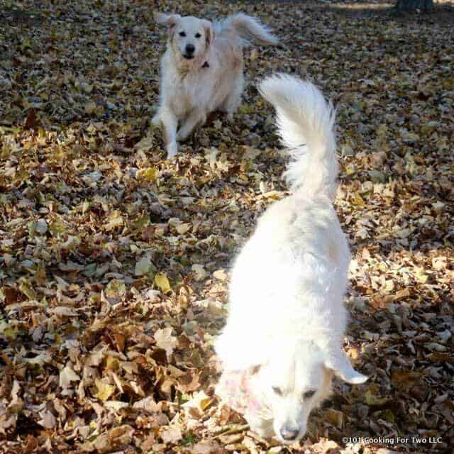 Lilly dog chasing Molly dog in leaves