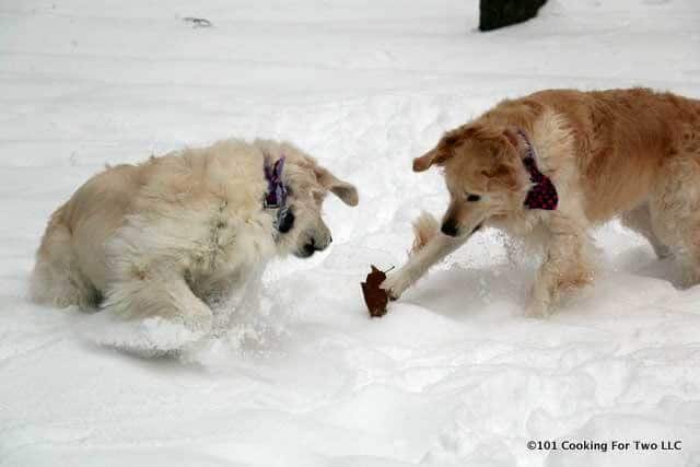 Dogs in snow with a leaf
