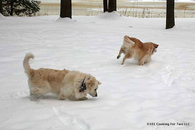 dogs romping in the snow