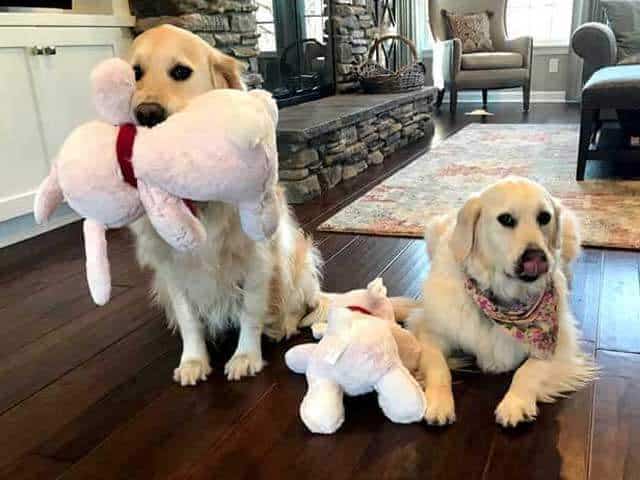 Dogs with stuffed Bunnies