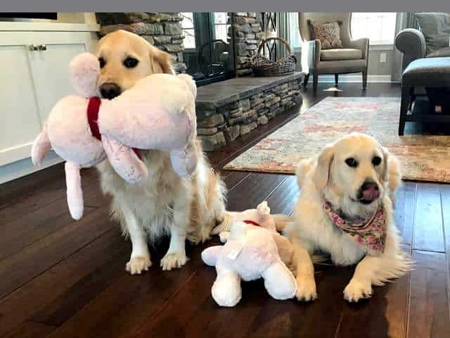 image of Lilly and Molly dogs with new stuffed pink bunny toys