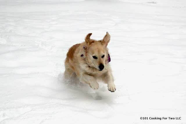 Lilly running in the snow.
