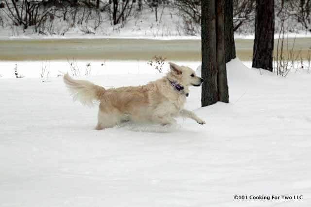 Molly running in the snow