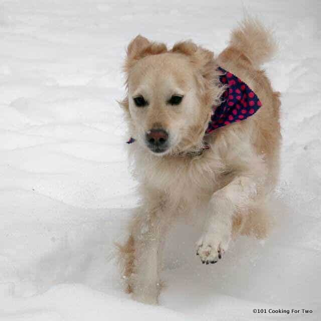 Lilly dog running in snow