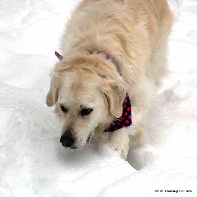 Molly walking in the snow
