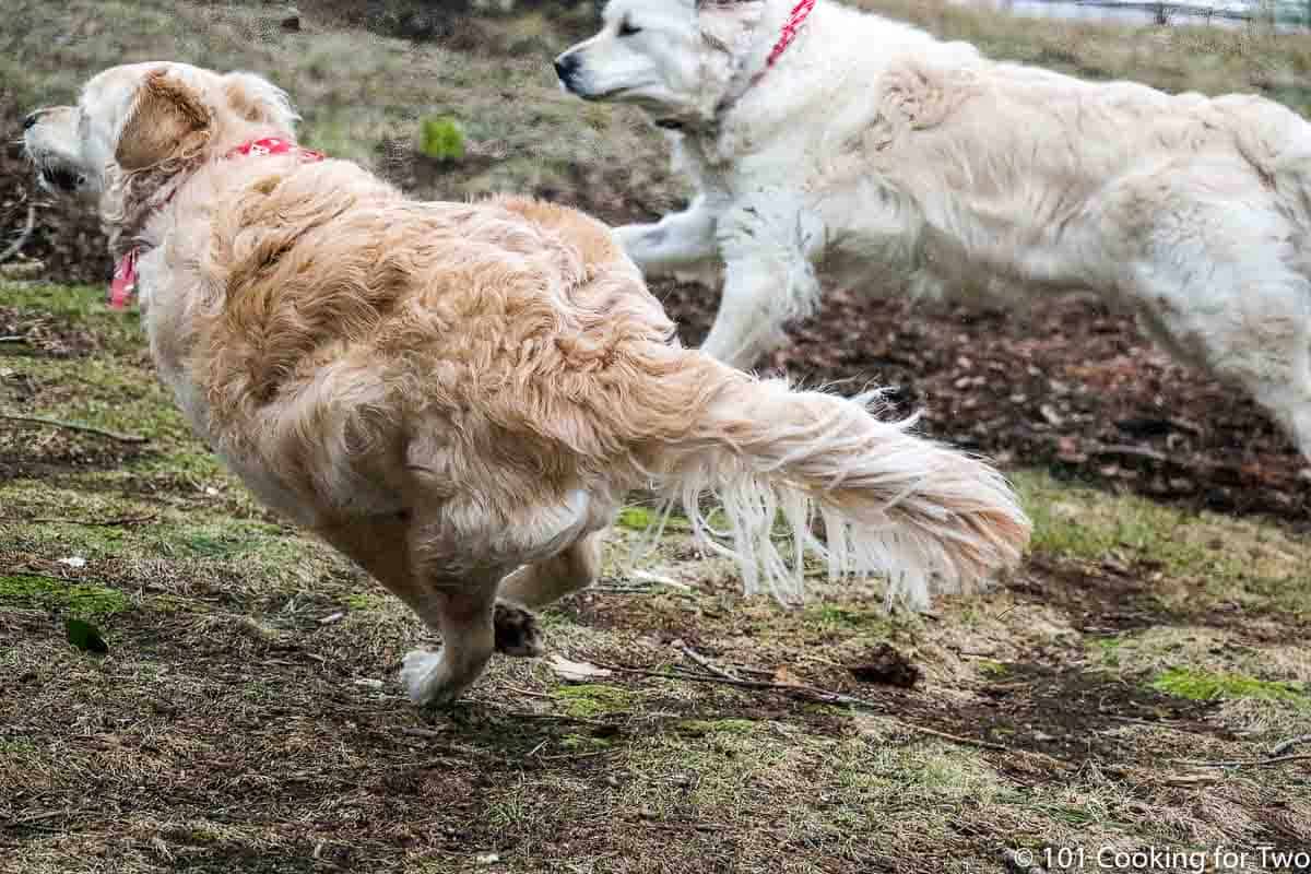 image of Molly and Lilly dogs chasing Mr. Squirrel