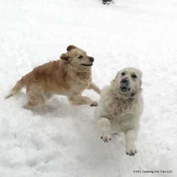 Dogs in Snow 1