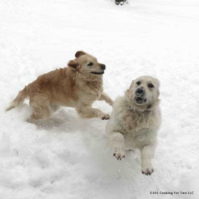 Dogs in Snow 1 running hard