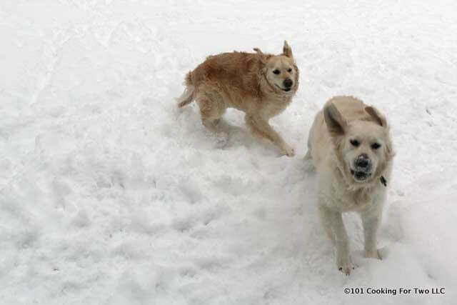 molly and lilly dog running in snow