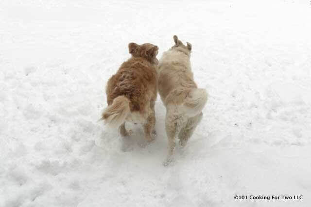 image of dogs running next to each other in snow