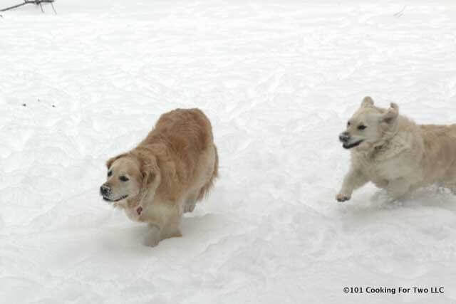 Dogs in Snow 5