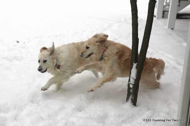 molly and lilly dogs running in snow